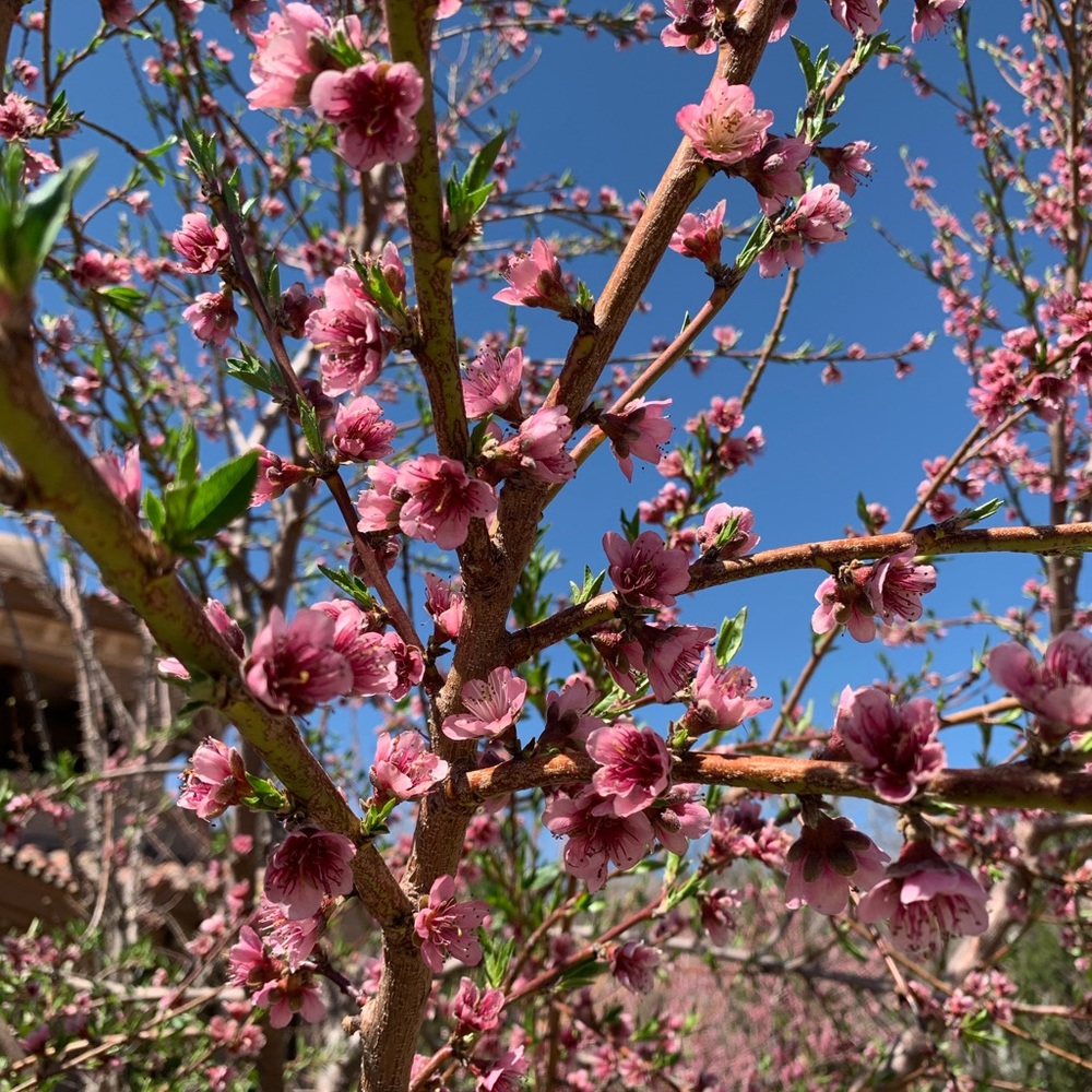 Meet your Posher, Layla